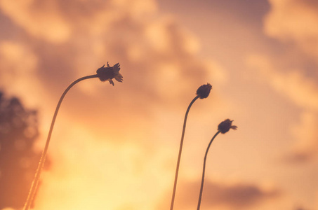 草花在日落和 bokeh 太阳光抽象背景