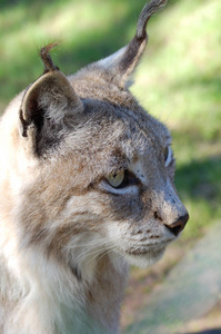 山猫  Luchs  猞猁