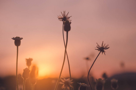 草花在日落和 bokeh 太阳光抽象背景