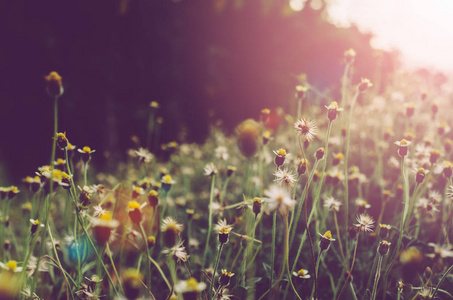 草花在日落和 bokeh 太阳光抽象背景