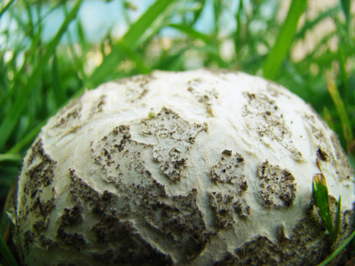 蘑菇雨衣在自然图片