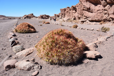 景观 山脉 性质和在智利的阿塔卡马沙漠植物