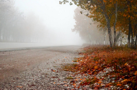 雾蒙蒙的秋景, 柏油路穿过五颜六色的秋树与树叶