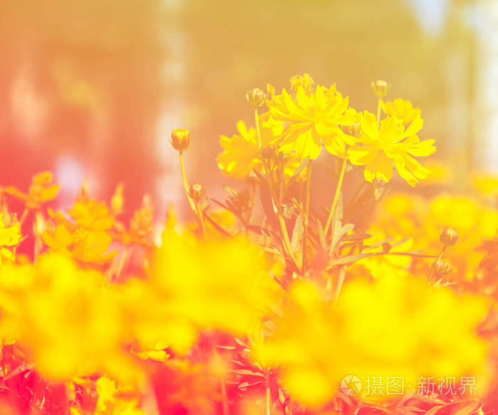 美丽的花朵在花园里与彩色滤光片