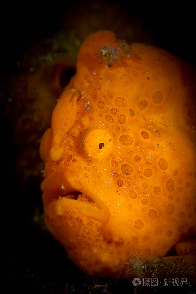 椰子章鱼amphioctopus黄杨与眼睛特写黑色背景