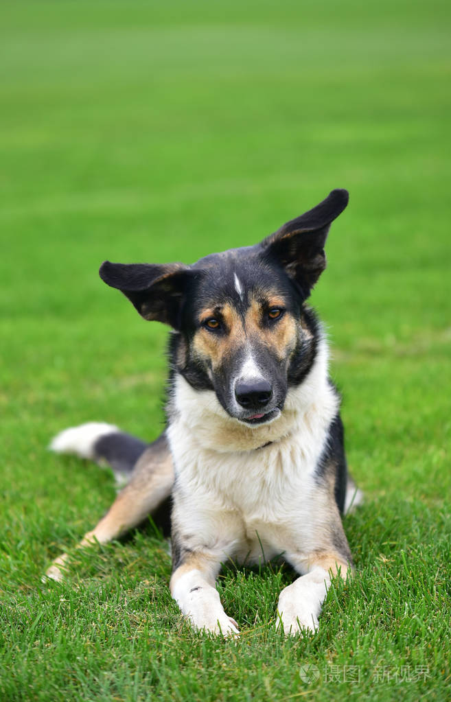 狗场绿党的性质