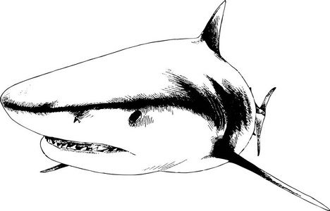 在白色的背景上绘制在油墨中的鲨鱼