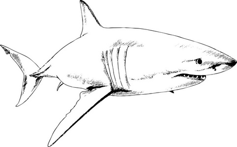 在白色的背景上绘制在油墨中的鲨鱼