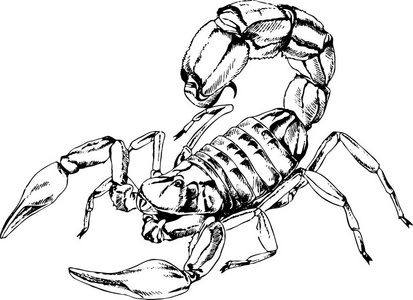 毒蝎子怎么画最帅凶猛图片