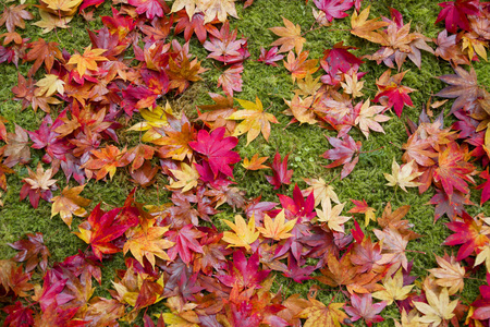 与枫叶秋背景相似素材图片 摄图新视界