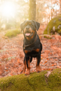 罗威纳犬的小狗