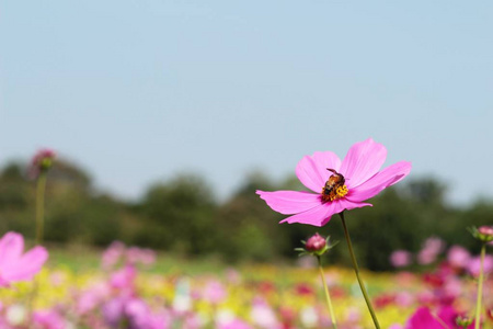 美丽的宇宙花在花园里