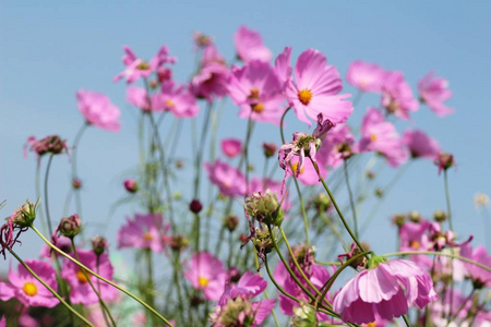 美丽的宇宙花在花园里