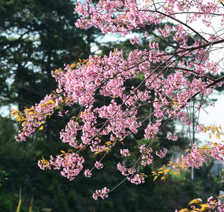 阳光明媚的春天樱花。 樱桃树是一种难以生长和保持生命的果树。