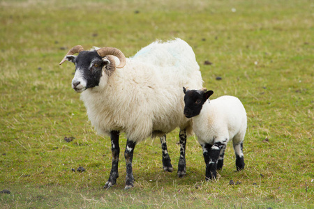 苏格兰羊小岛的纱布苏格兰英国与角和白色和黑色的腿