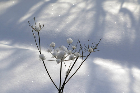 冬天在雪地里的草