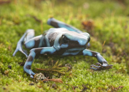 Dendrobates 鲫鱼蔚