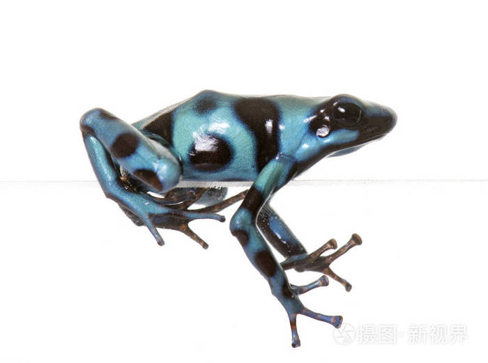 Dendrobates 鲫鱼蔚