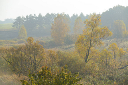 早晨的浓雾里隐藏的森林