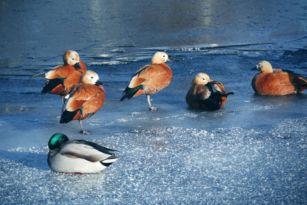 在冰冻的湖面上的鸭子
