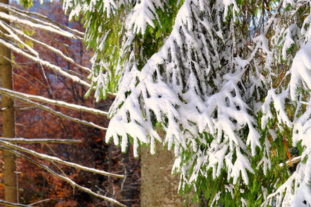 白雪覆盖的针叶树图片