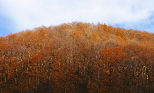 秋季的一天在小山上的树木