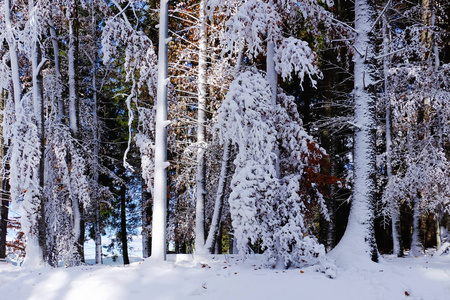 树木覆盖着雪