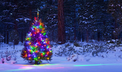 在树林中着灯的圣诞树
