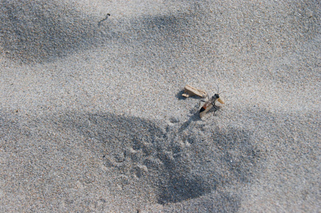 沙滩昆虫走在沙滩上
