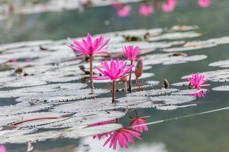 莲花盛开