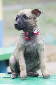比利时牧羊犬玛利诺犬坐在公园的小小狗会