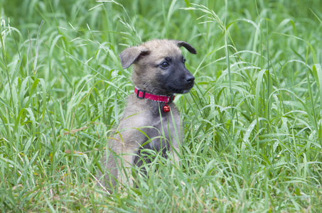 玛利诺犬只比利时牧羊犬小狗走在草地上