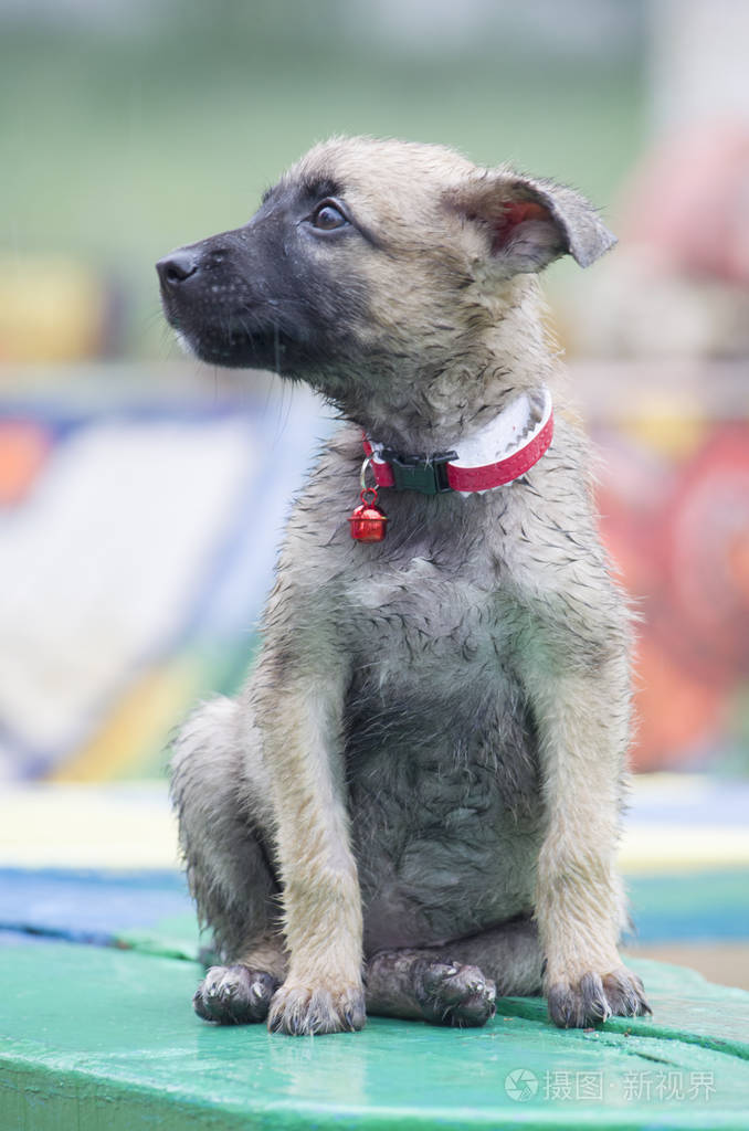 比利时牧羊犬玛利诺犬坐在公园的小小狗会
