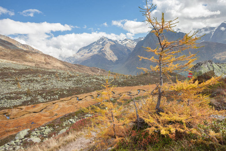 在秋天在 Ahrntal 意大利 流动的一条河像一条蛇