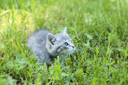 在绿草中的小猫