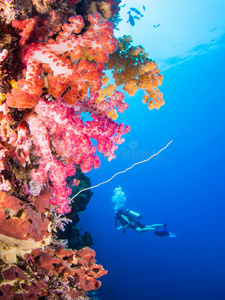 五彩缤纷的珊瑚礁