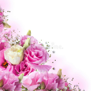 粉红玫瑰，花朵