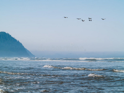 海边的海鸟