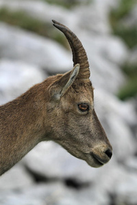 野生雌性高山野山羊斯坦贝克肖像