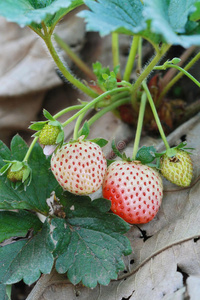 花园草莓群