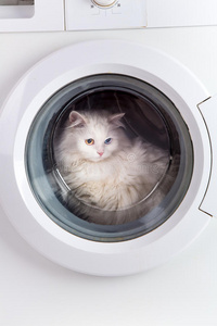 洗衣机和猫