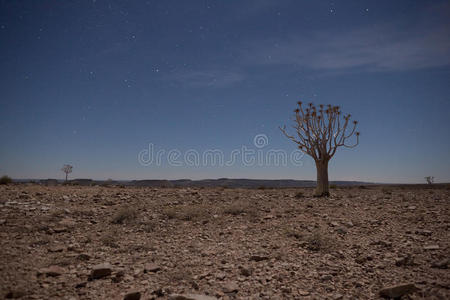 子夜箭树一般沙漠场景