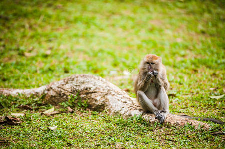 猴子吃花生照片