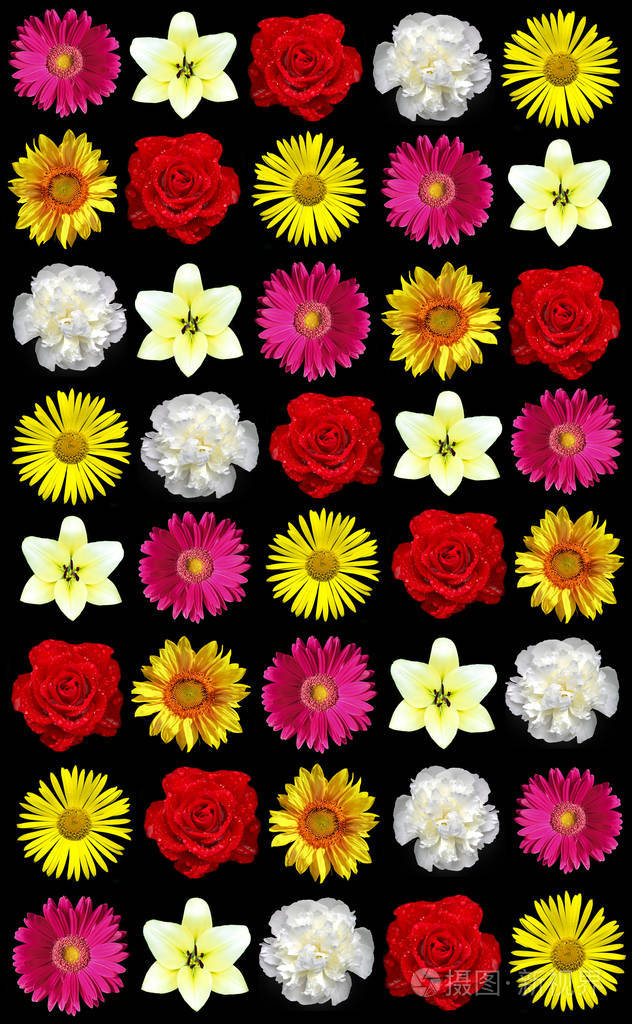 各种各样的鲜花