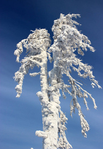 雪在阳光下的树