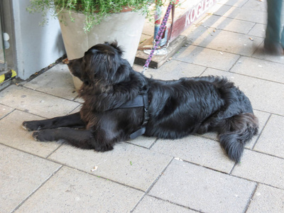 黑色家犬，也就是犬类狼疮类哺乳动物