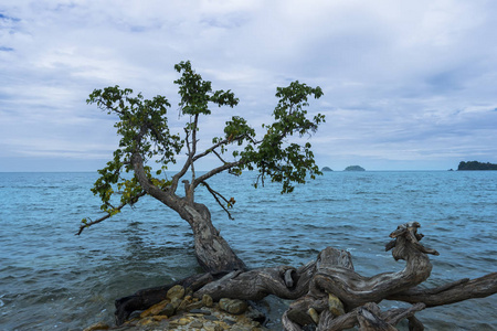 海滩附近的红树林