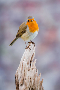 漂亮的小鸟图片