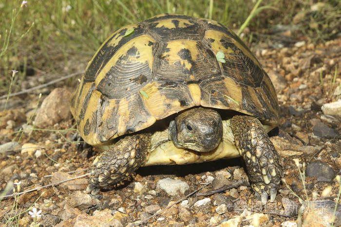 赫尔曼陆龟陆龟hermanni