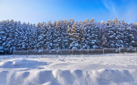 雪覆盖了金属栅栏后面的松林。 森林里霜雪的早晨